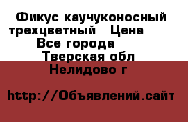 Фикус каучуконосный трехцветный › Цена ­ 500 - Все города  »    . Тверская обл.,Нелидово г.